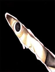 Bìa truyện Fuan No Tane